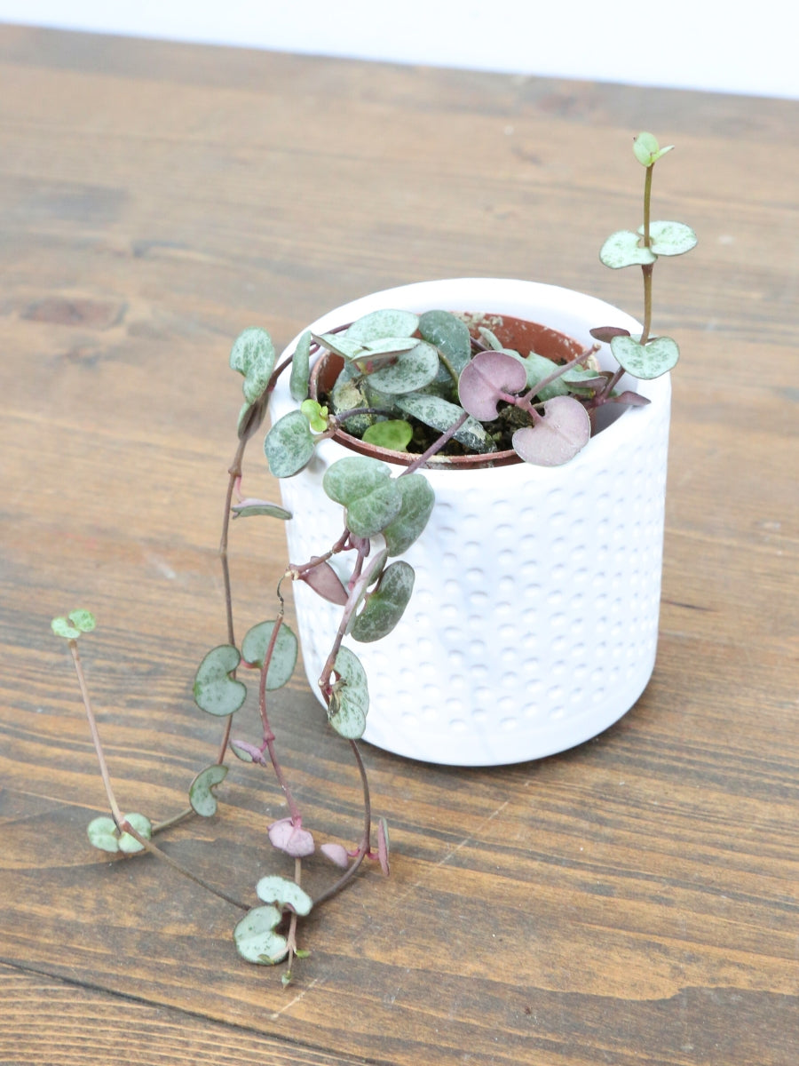 String of Hearts - 2"