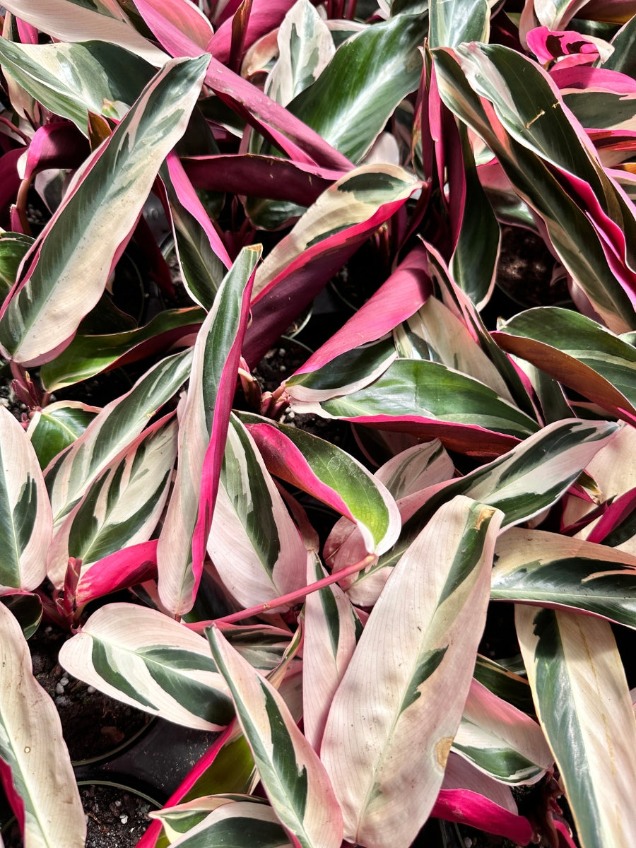 Stromanthe 'Triostar' 4"