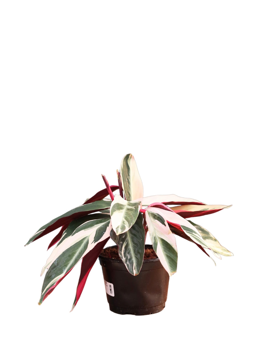 Stromanthe 'Triostar' 4"