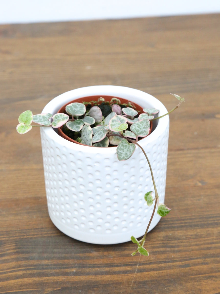 Variegated String of Hearts 2"