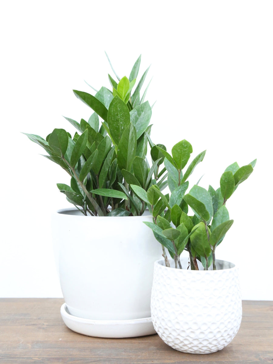 Zamioculcas ZZ Plant