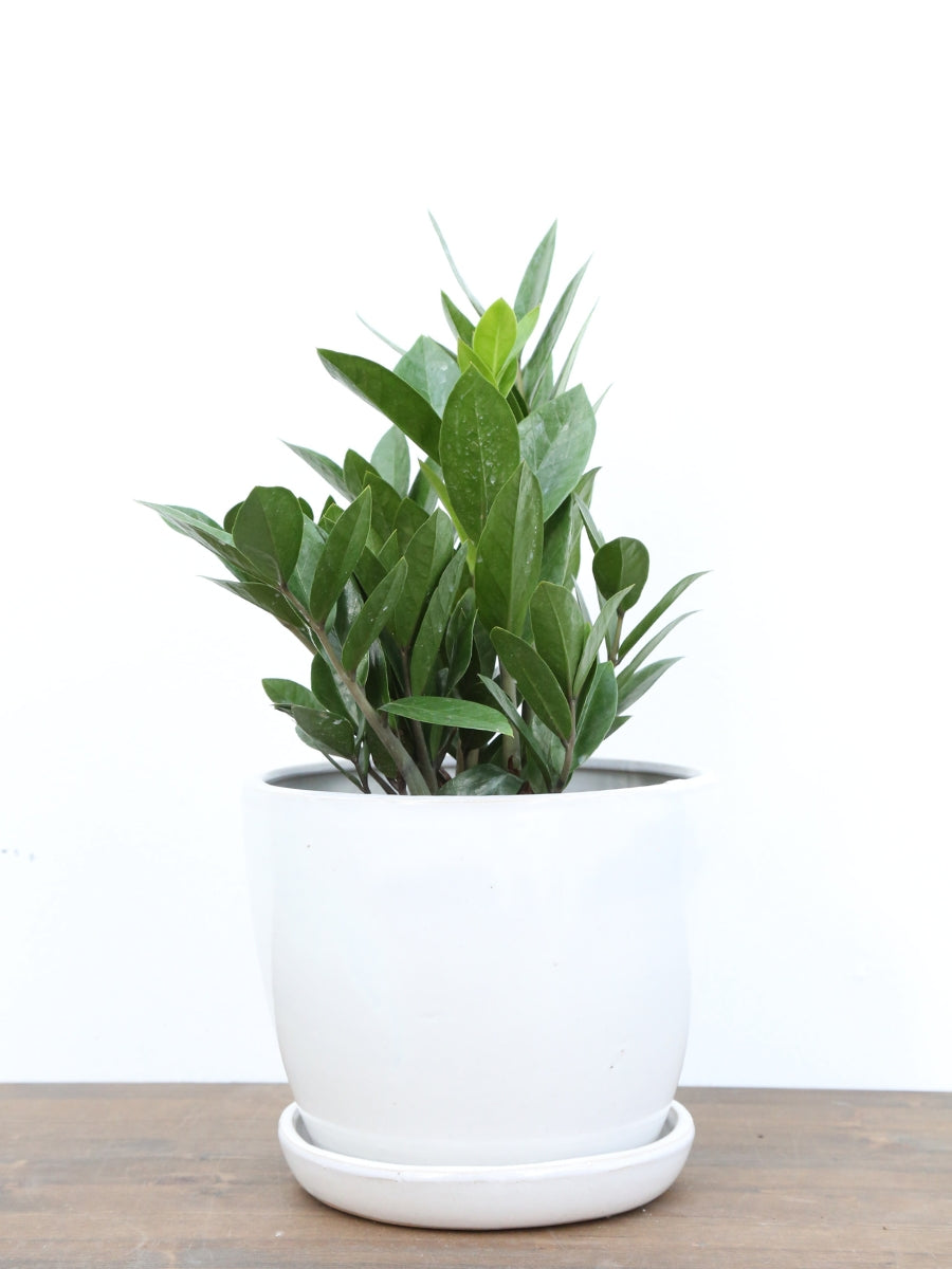 Zamioculcas ZZ Plant