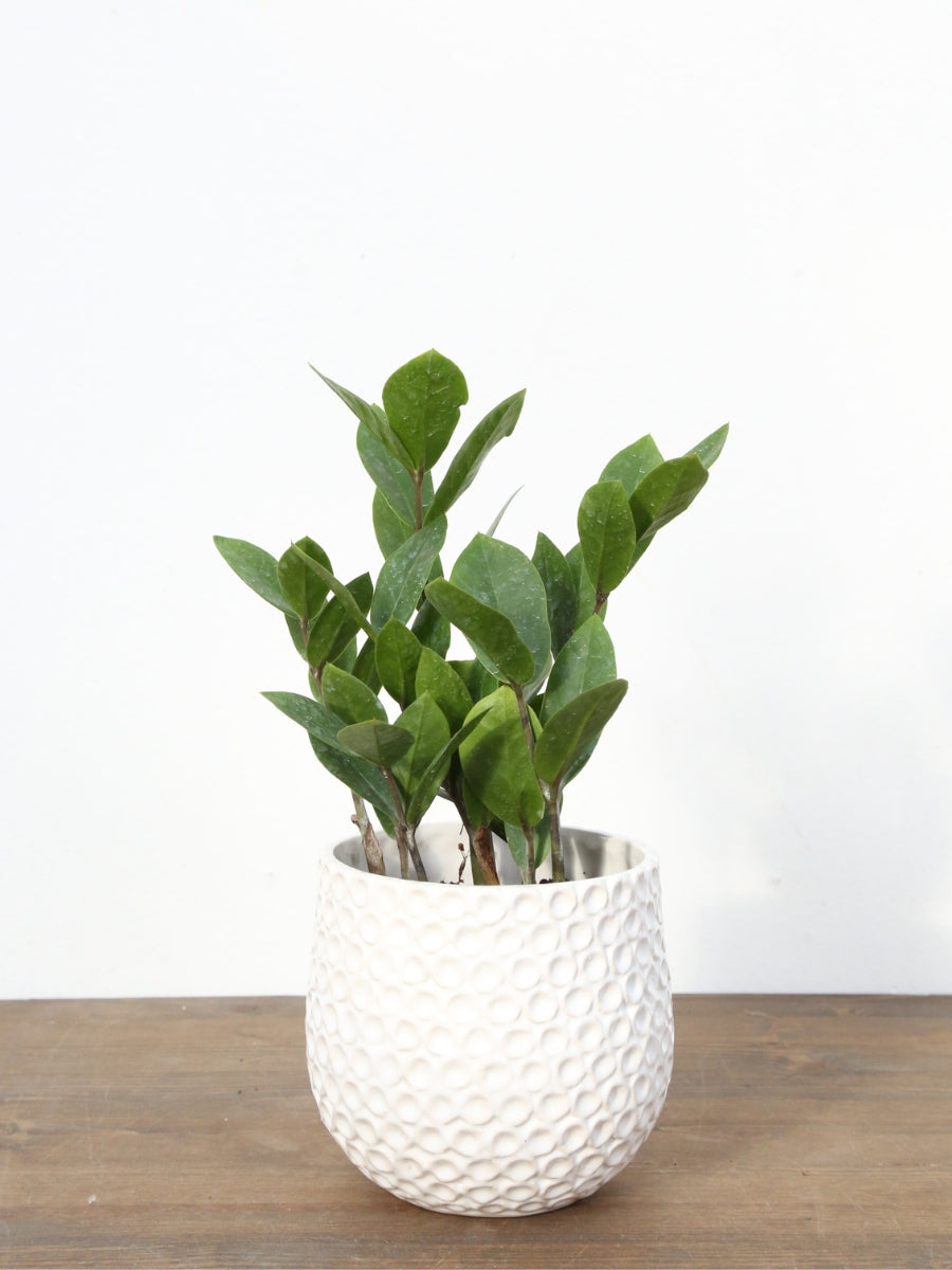 Zamioculcas ZZ Plant