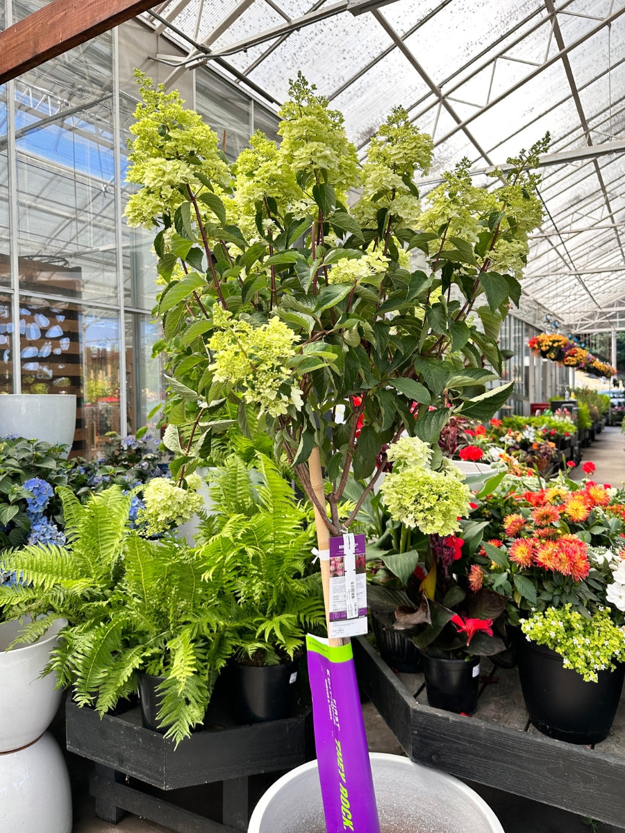 Hydrangea Panicle Tree | Berry White® 7G