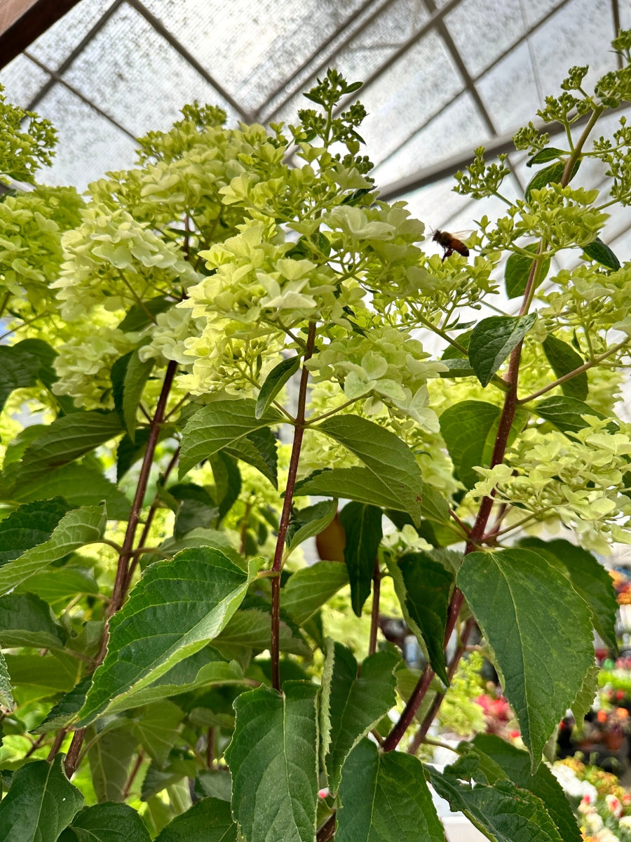 Hydrangea Panicle Tree | Berry White® 7G