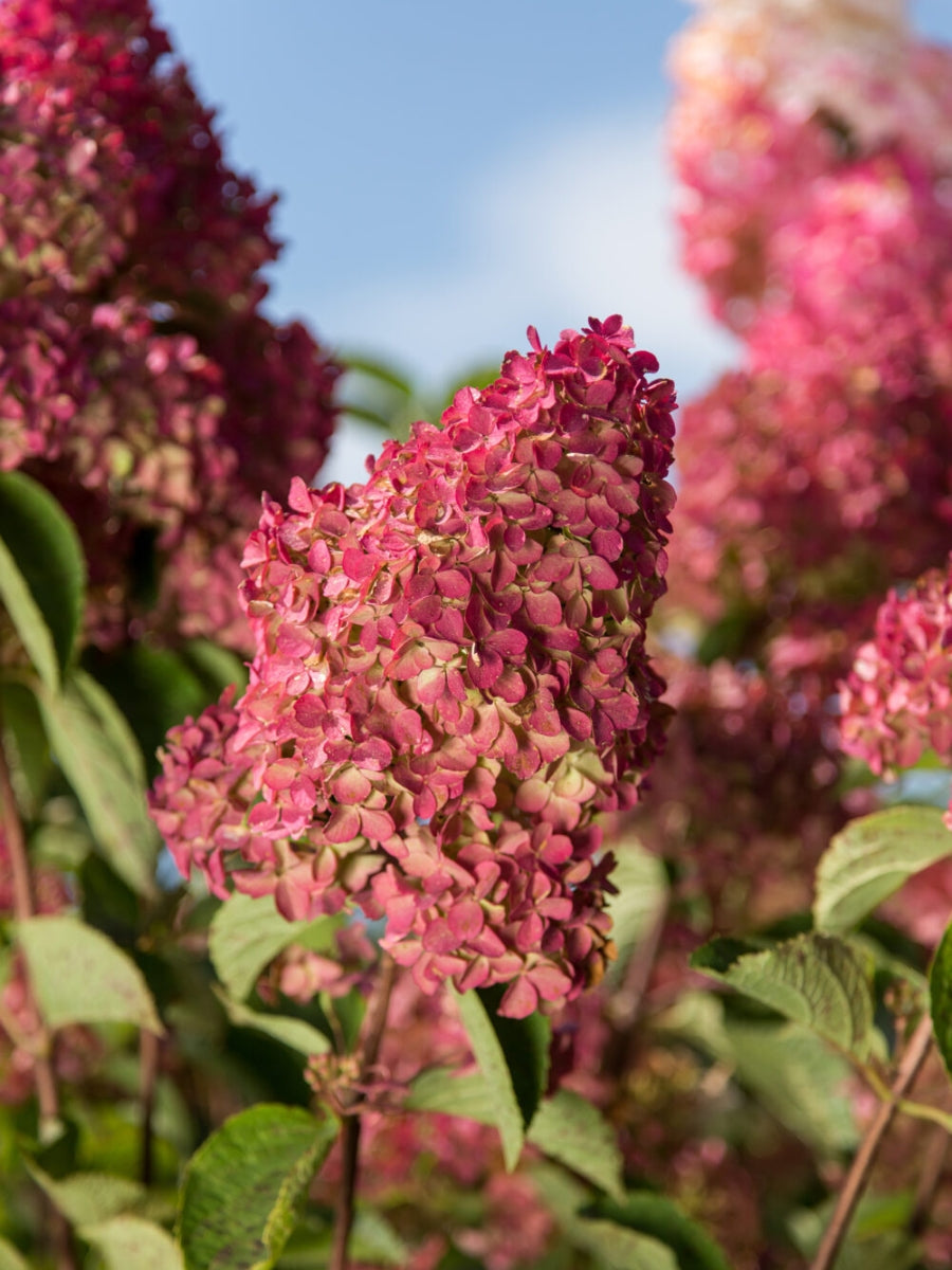 Hydrangea Panicle Tree | Berry White® 7G