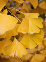 Gingko 'Autumn Gold'