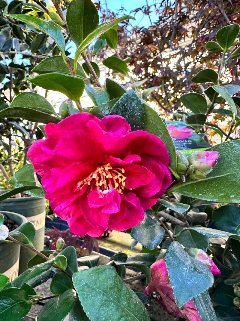 Camellia sasanqua 'Bonanza'