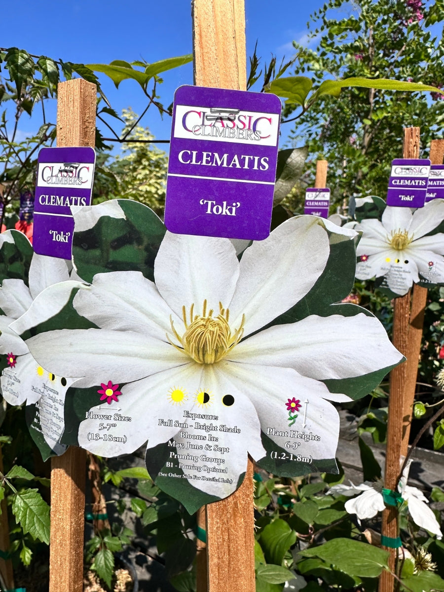 Clematis 'Toki' 1G