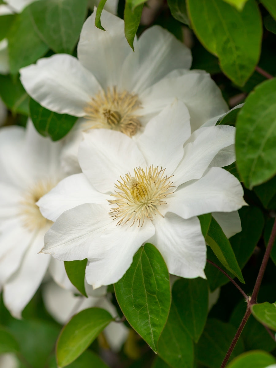 Clematis 'Toki' 1G