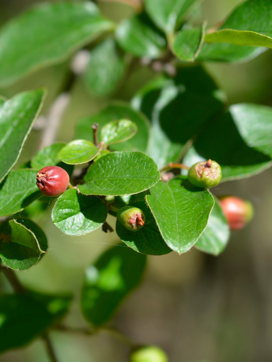 Cotoneaster Acutifolia Peking 5G