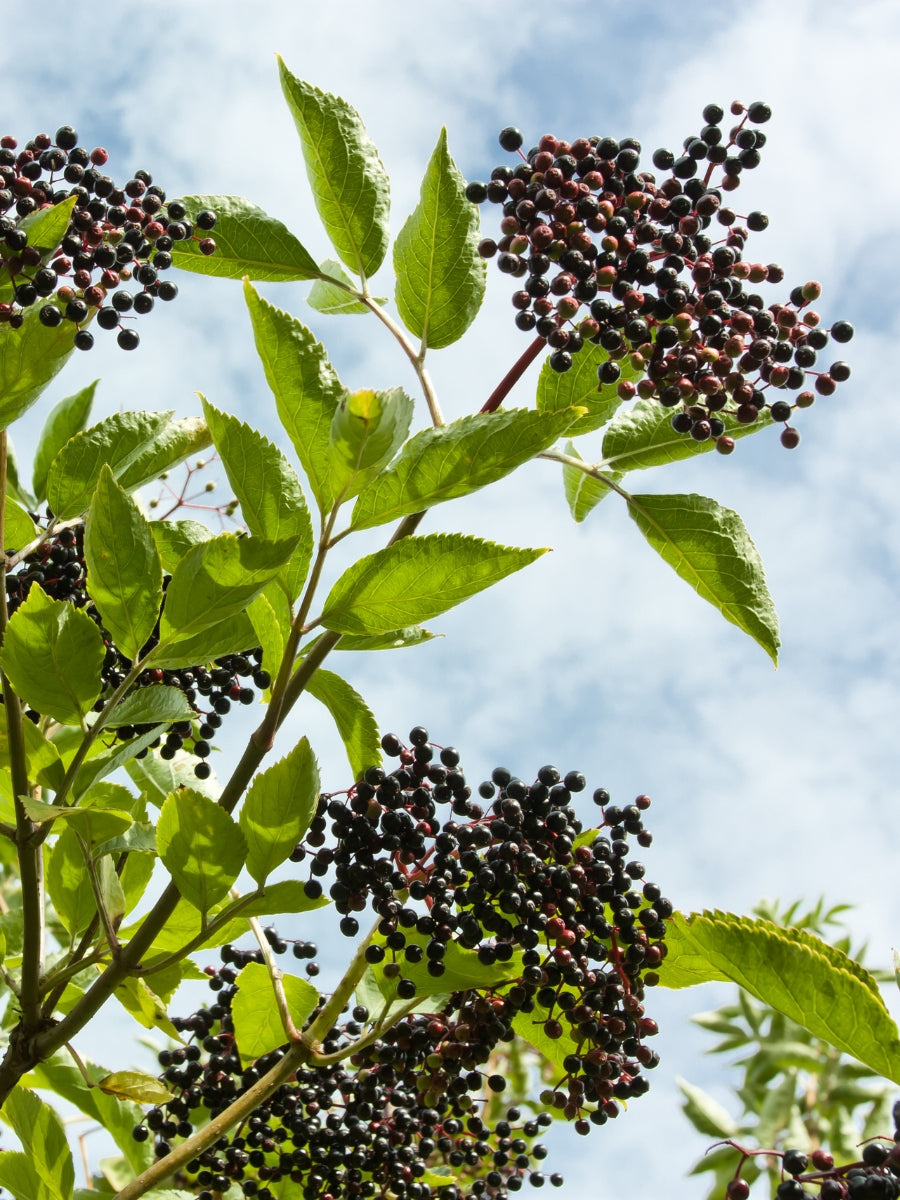 Elderberry 'Nova' 2YR