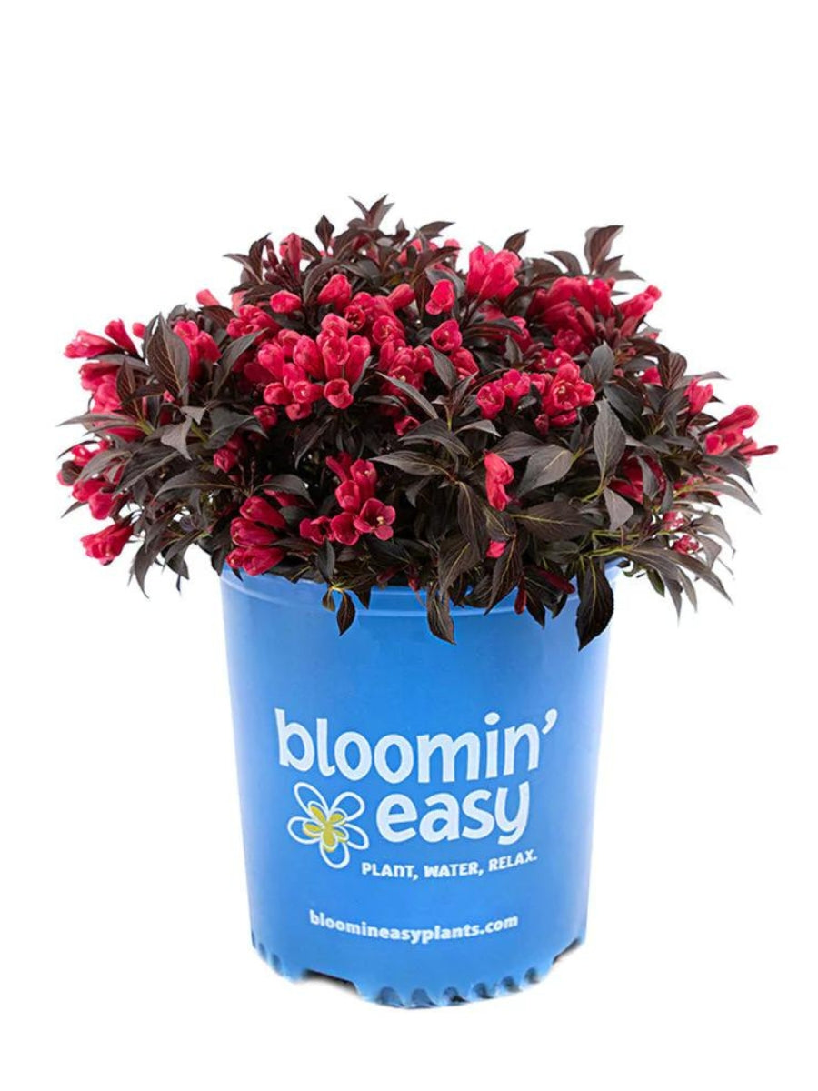 Electric Love® Weigela 2G