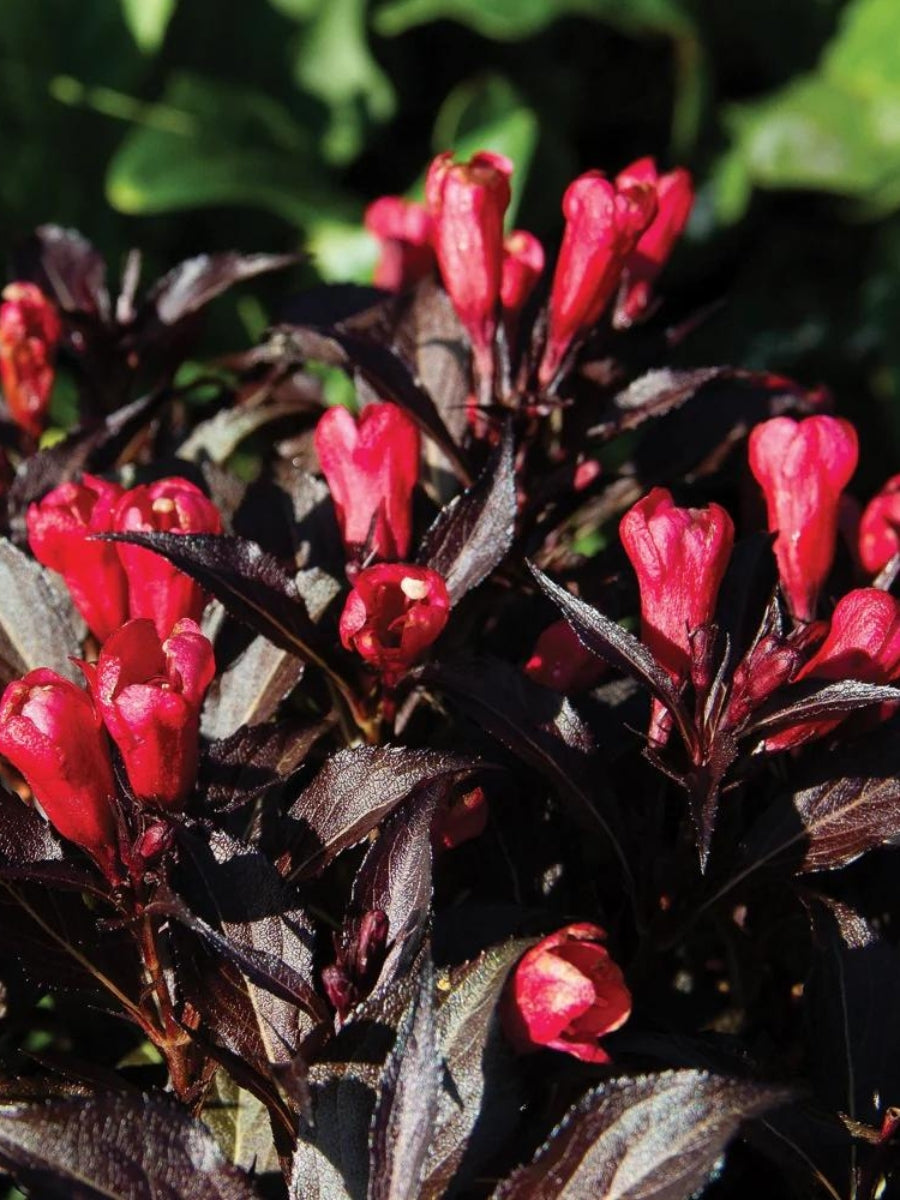 Electric Love® Weigela 2G