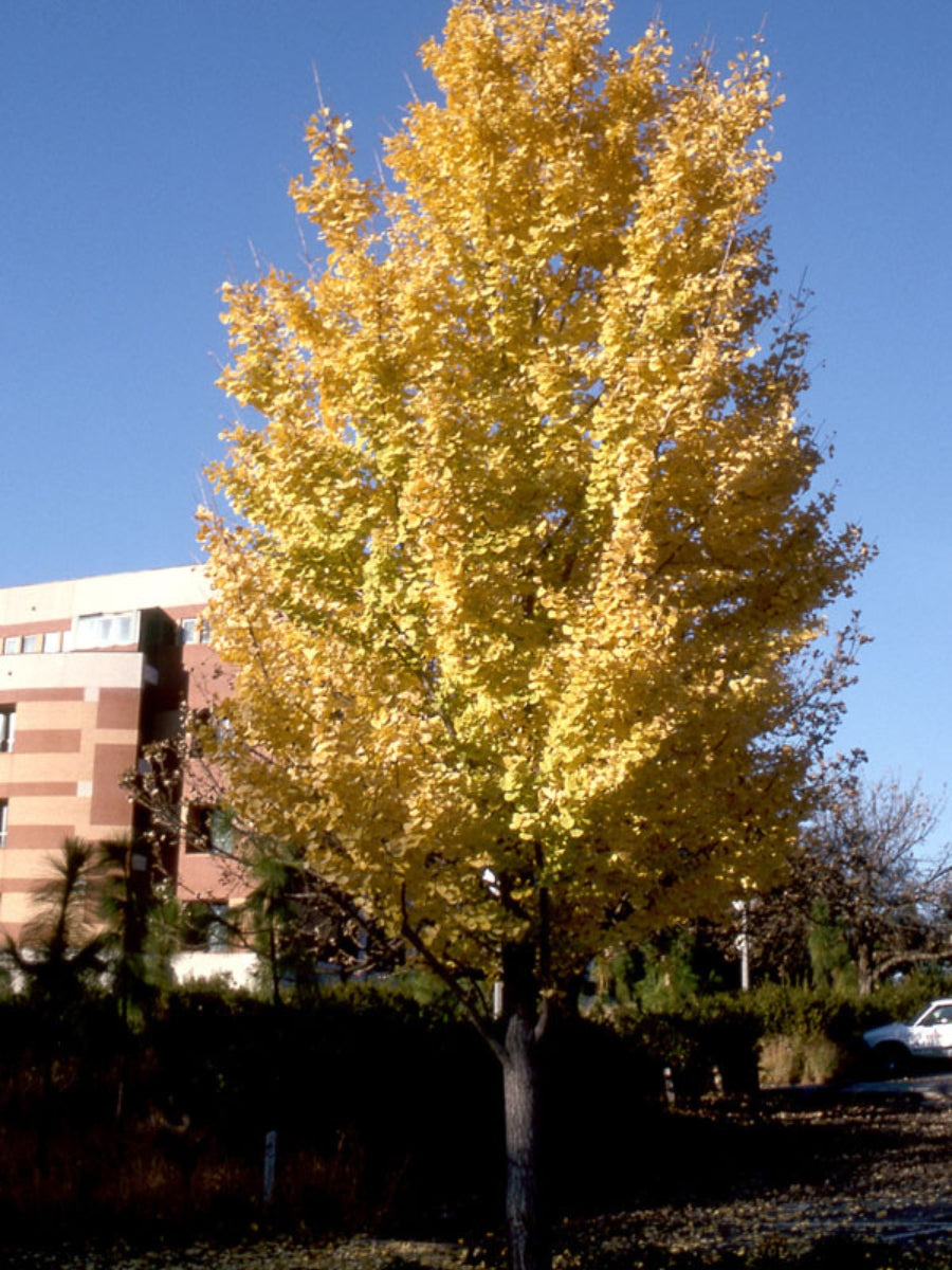 Golden Colonnade® Ginkgo 10G