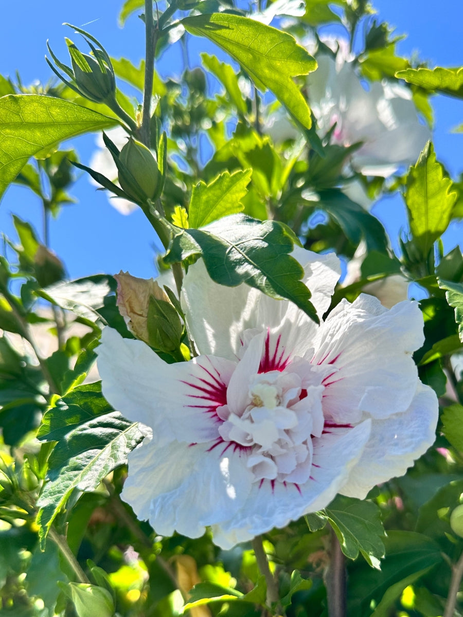 Hibiscus Rose of Sharon 'Bali'