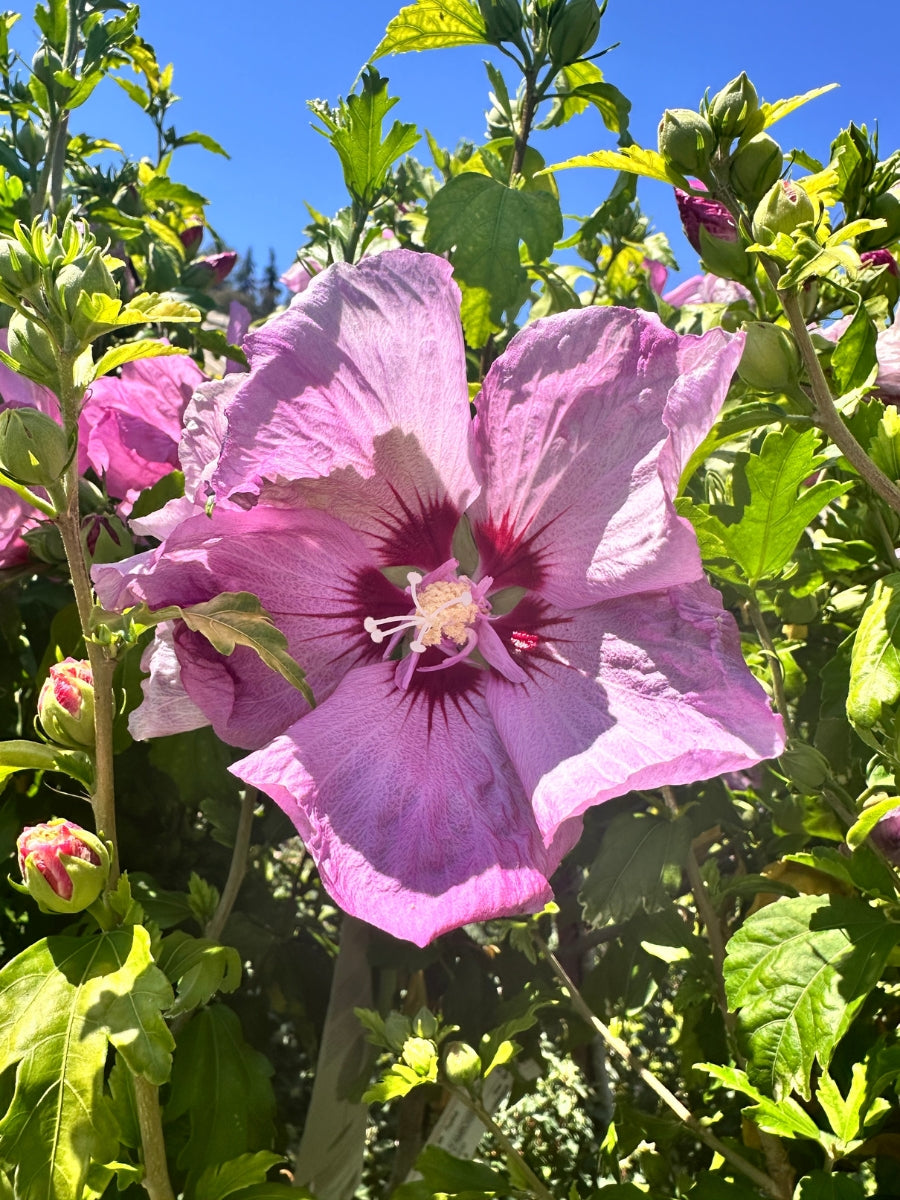 Hibiscus Rose of Sharon Chateau™ D'Amboise 5G Tree