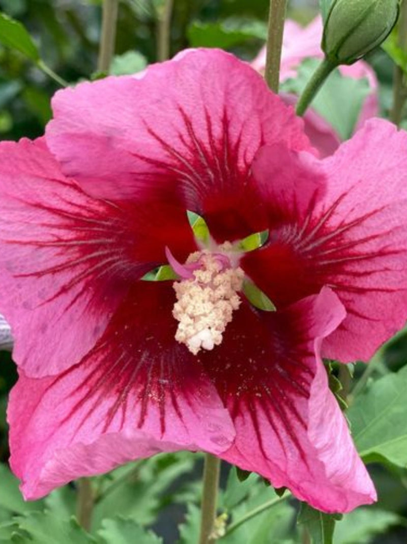 Hibiscus Rose Of Sharon Red Pillar 2g Watsons Greenhouse