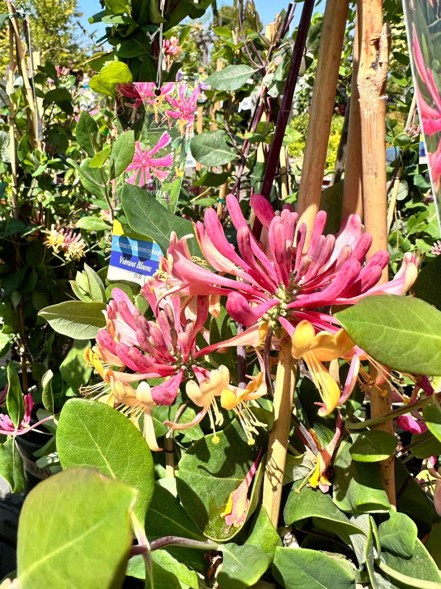 Lonicera Honeysuckle | Goldflame