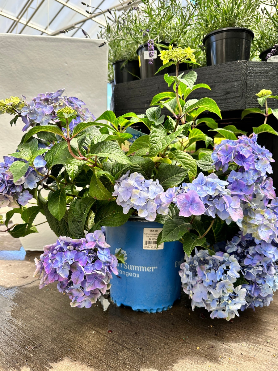 Watson's Greenhouse 
