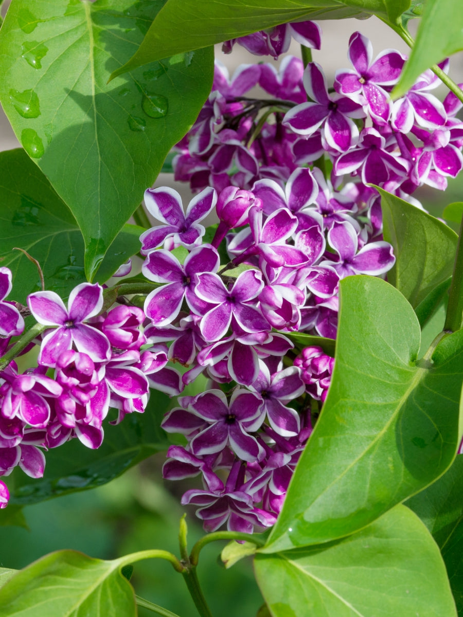 Lilac 'Sensation' 2G