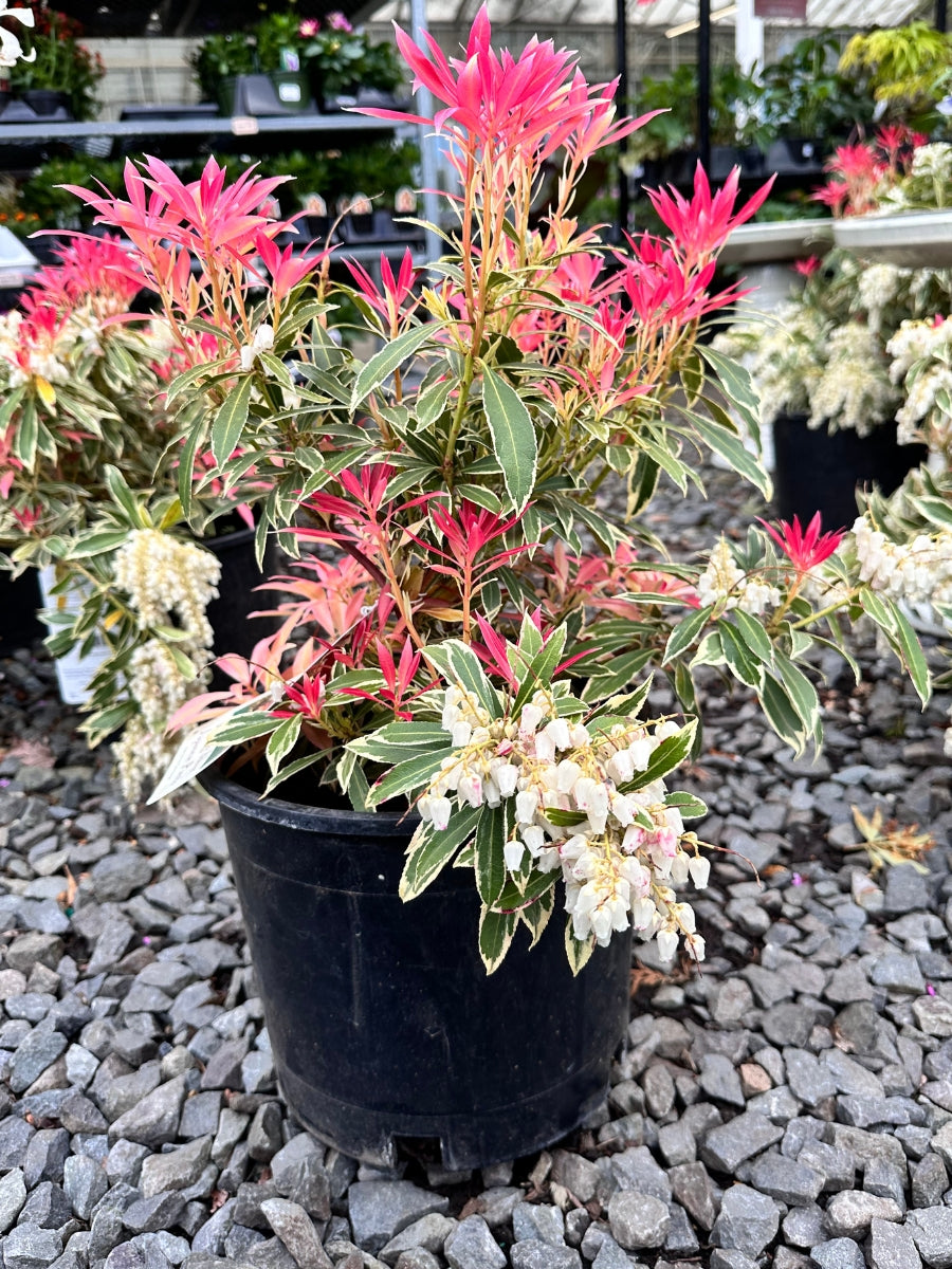 Pieris 'Flaming Silver'