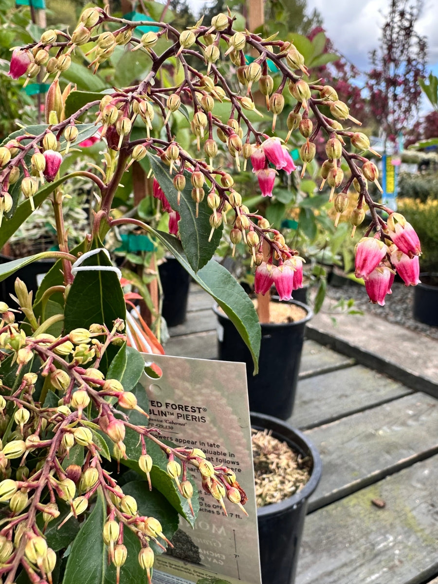 Pieris Enchanted Forest 'Gay Goblin'