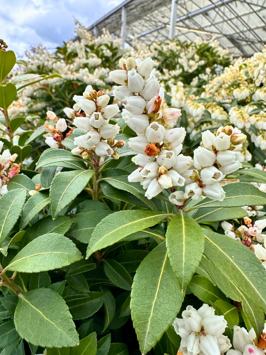 Pieris 'Tiki'