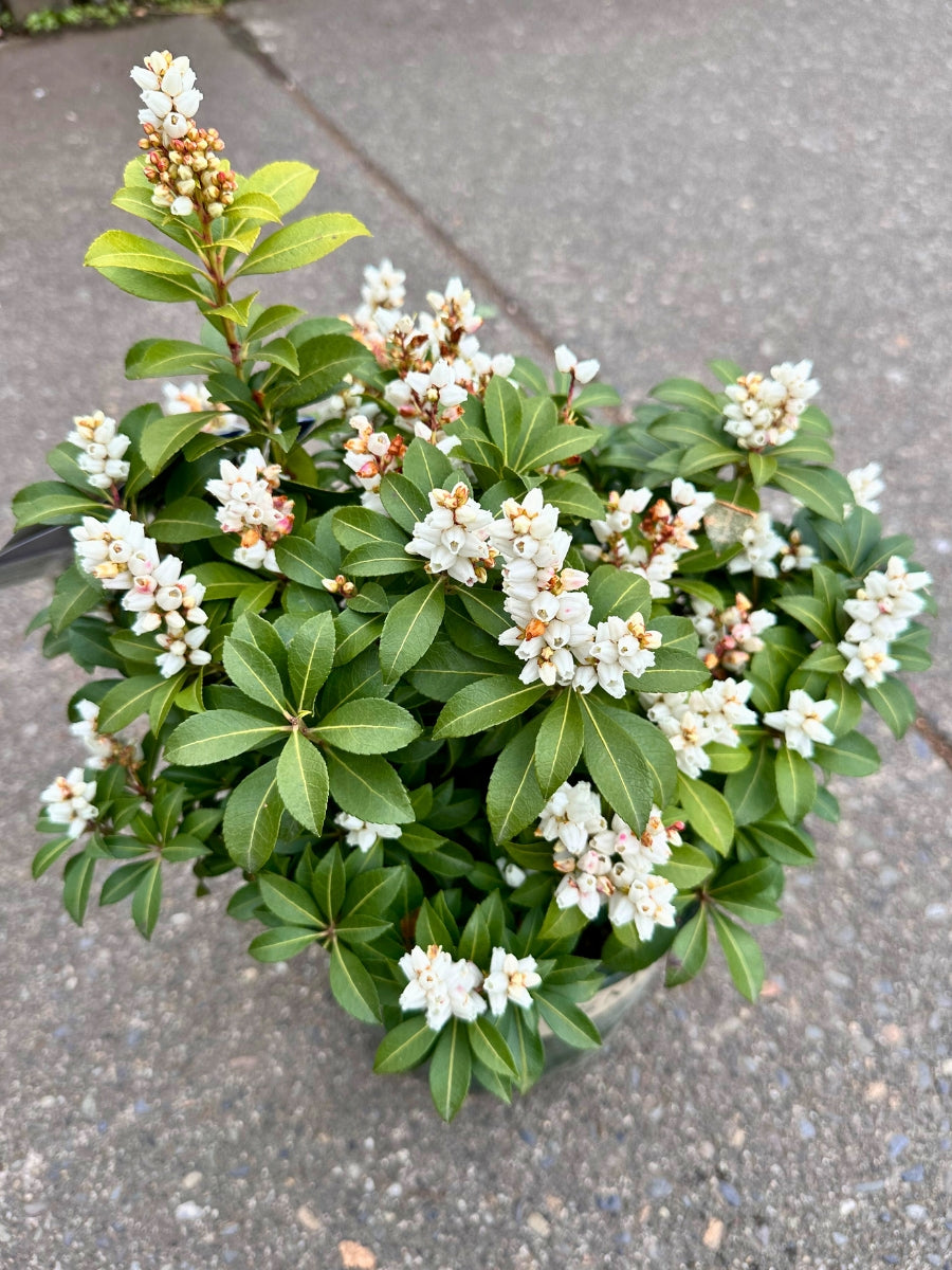 Pieris 'Tiki'