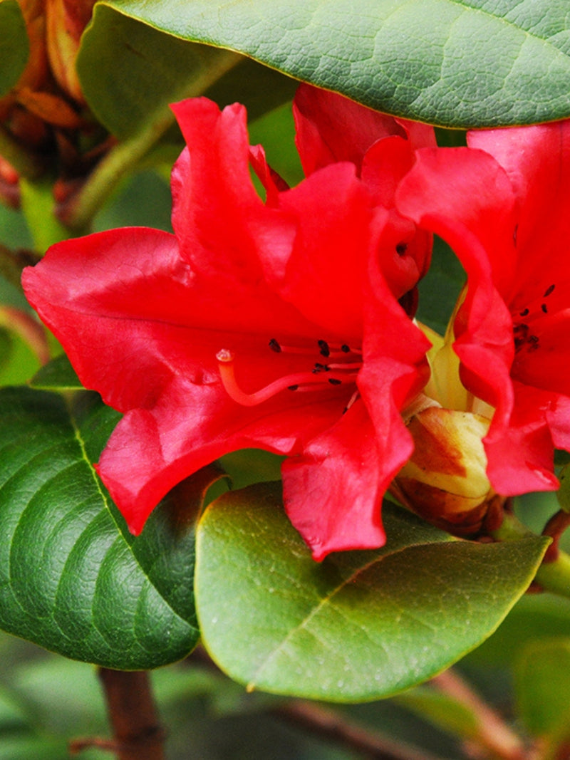 Rhododendron 'Baden Baden'