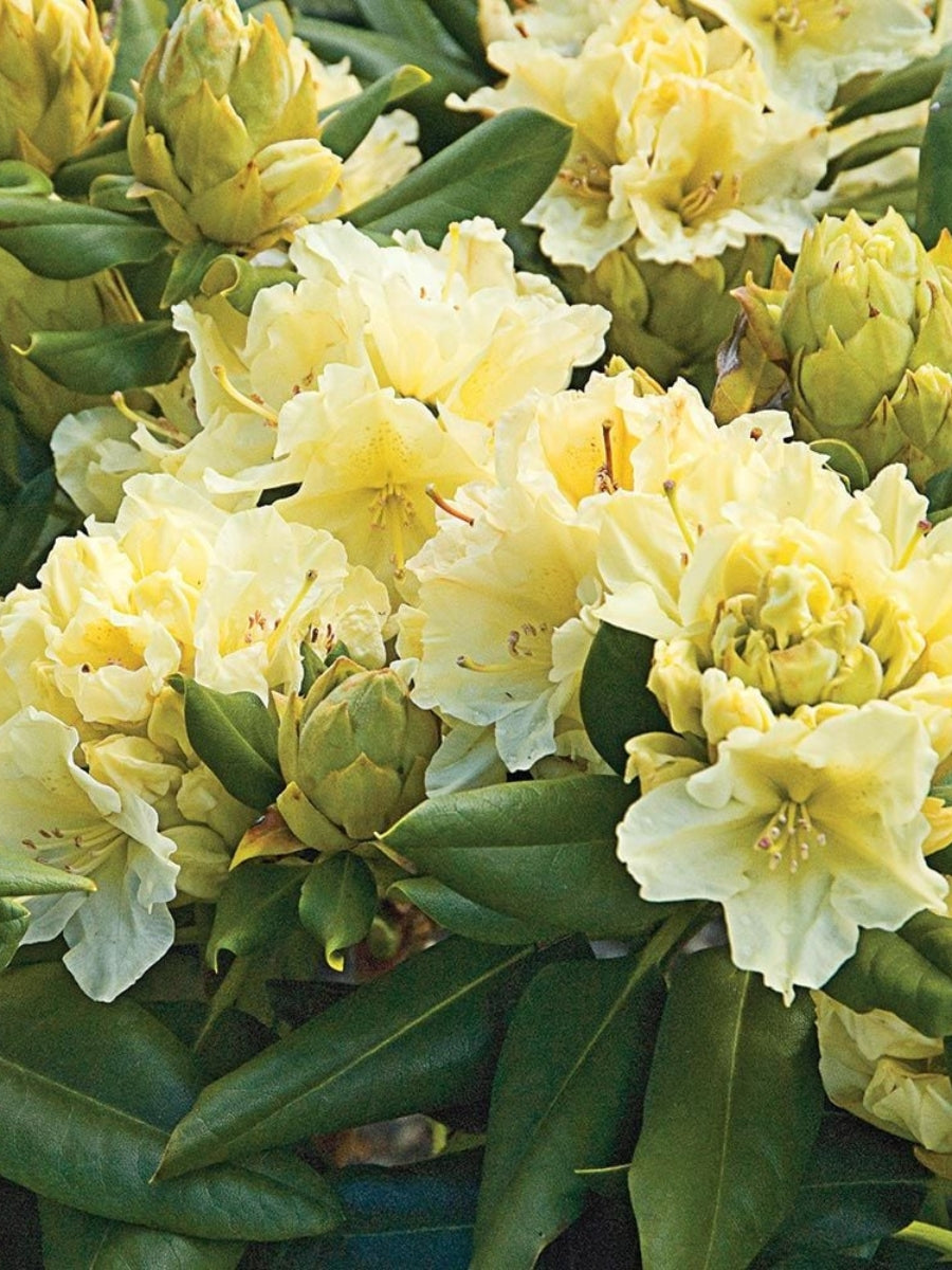 Capristano Rhododendron Rhododendron 'Capistrano' 2G – Watson's Greenhouse