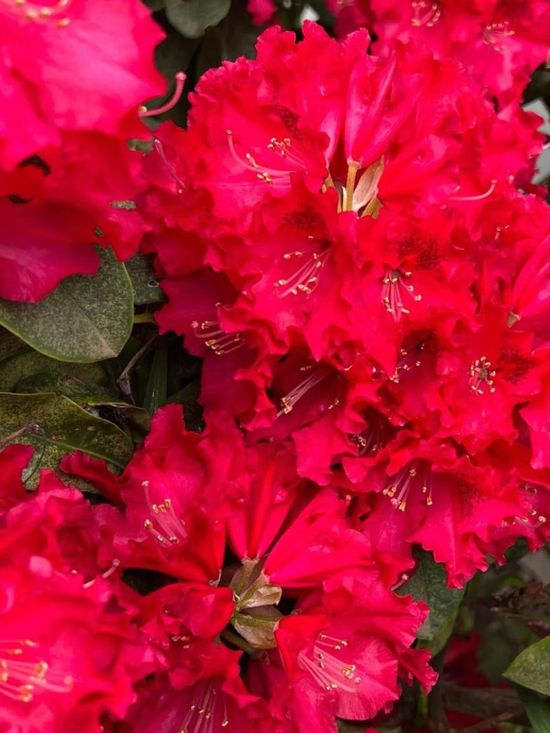 Rhododendron 'Jean Marie De Montague'