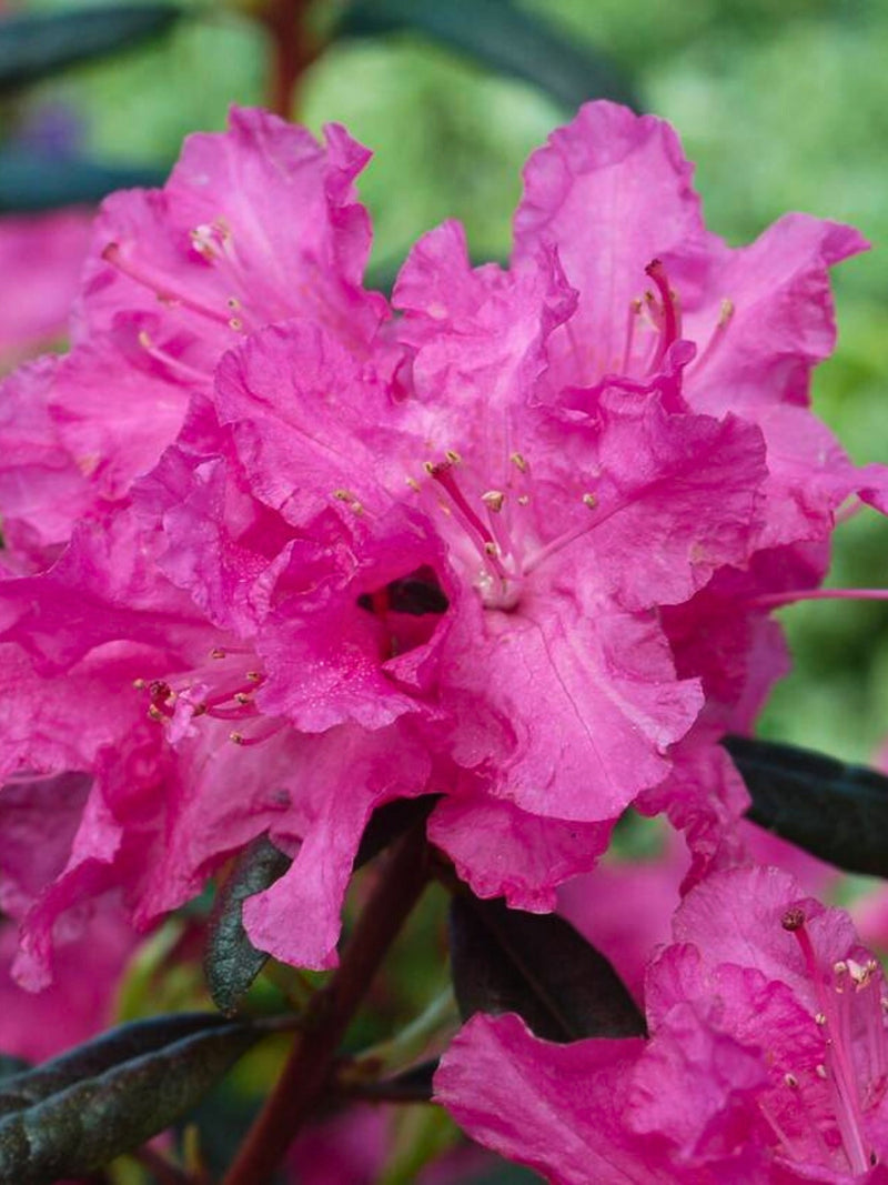 Rhododendron 'Landmark' 2G