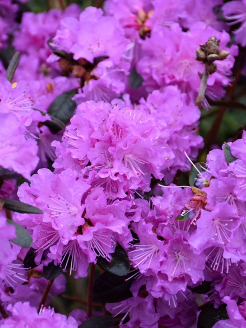 Rhododendron 'PJM Regal' 18-21"