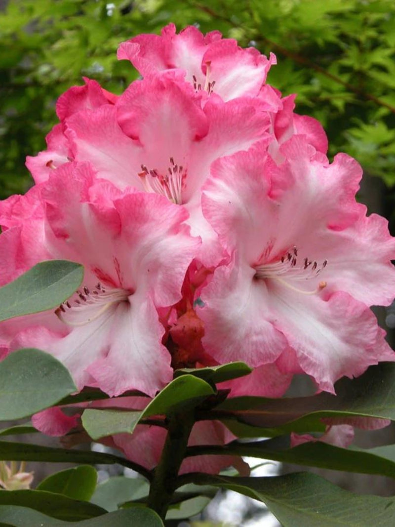 Rhododendron 'Point Defiance' 2G