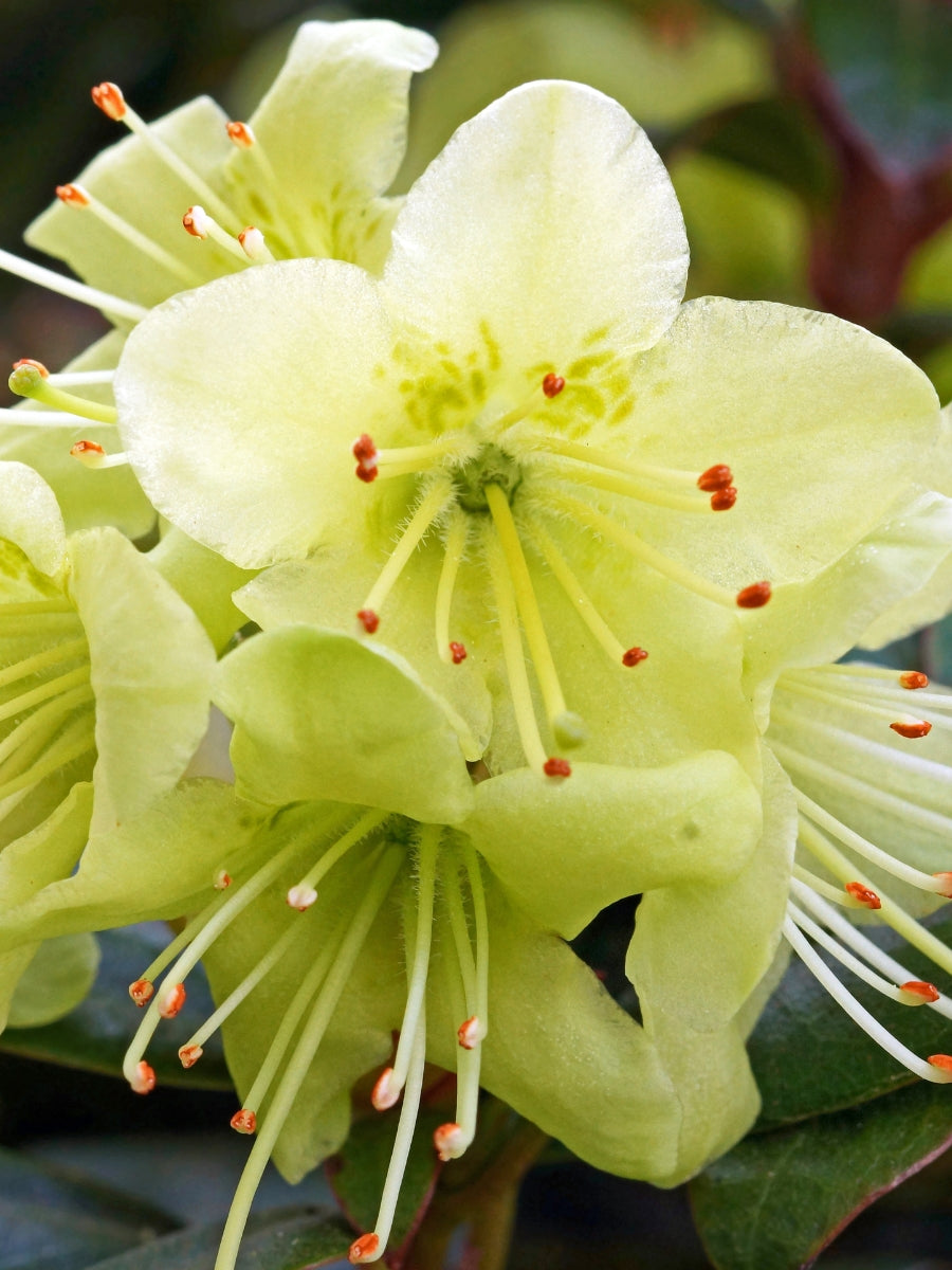 Rhododendron 'Princess Anne'