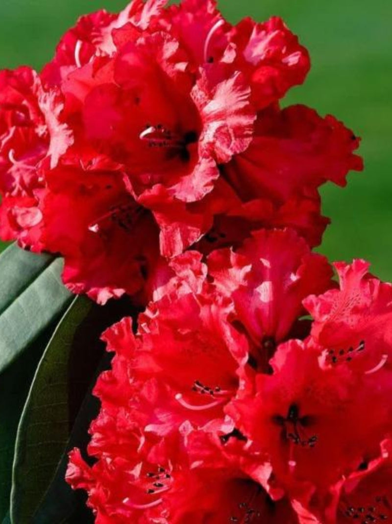 Rhododendron 'Taurus' 6G