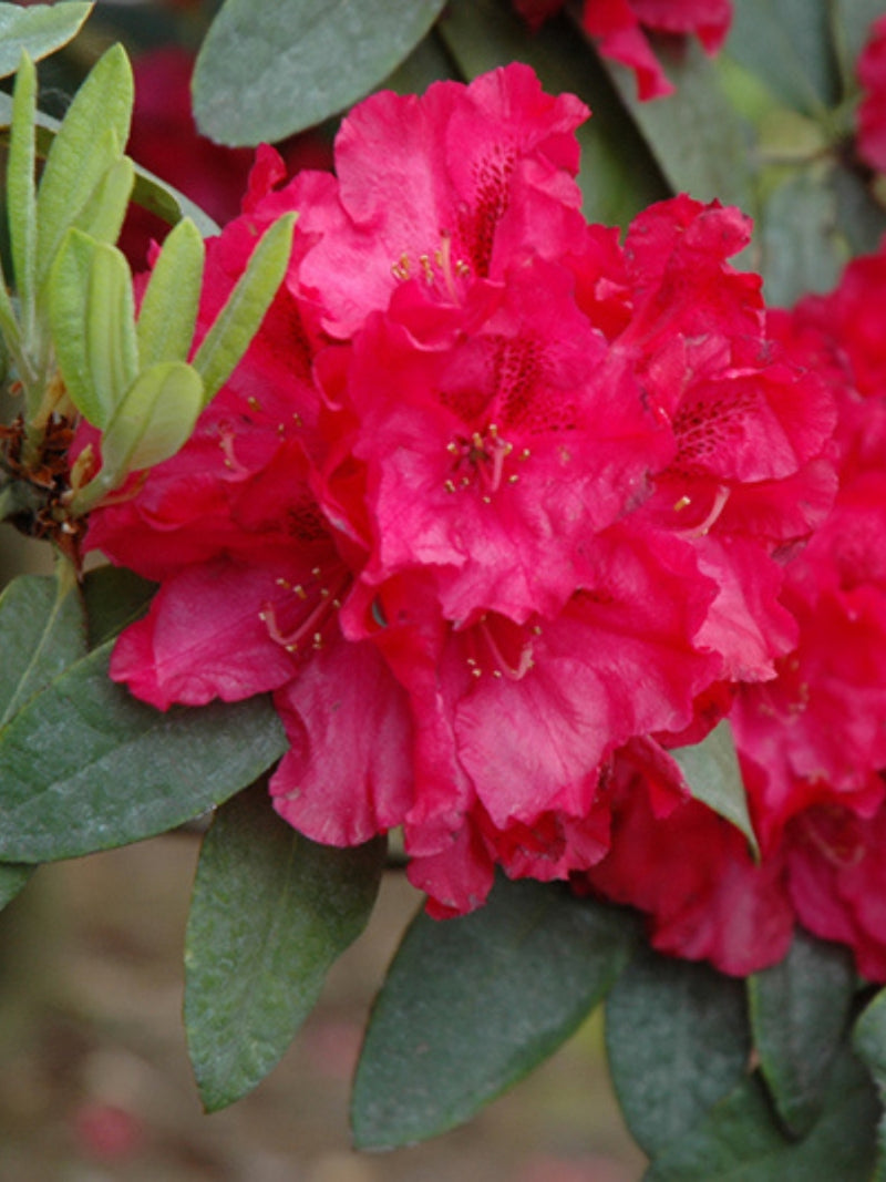Rhododendron 'Trilby' 5G