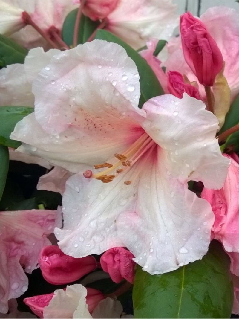 Rhododendron 'Virginia Richards' 6G