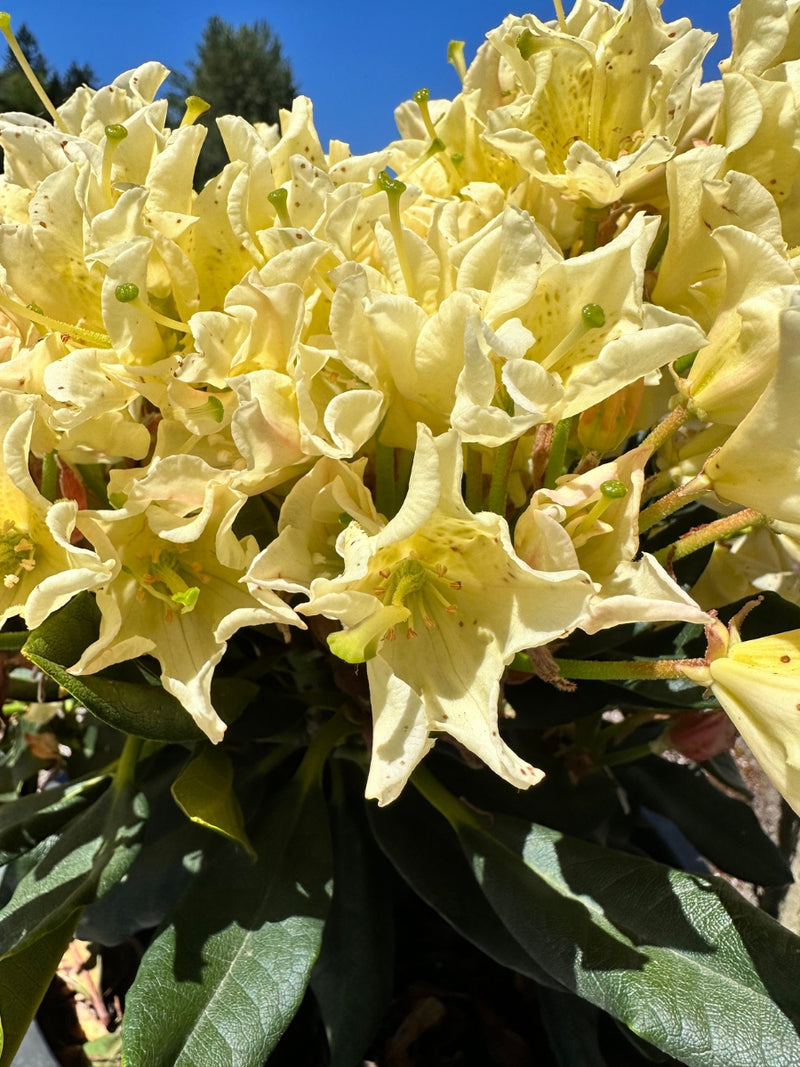 Rhododendron 'Glowing Gold'