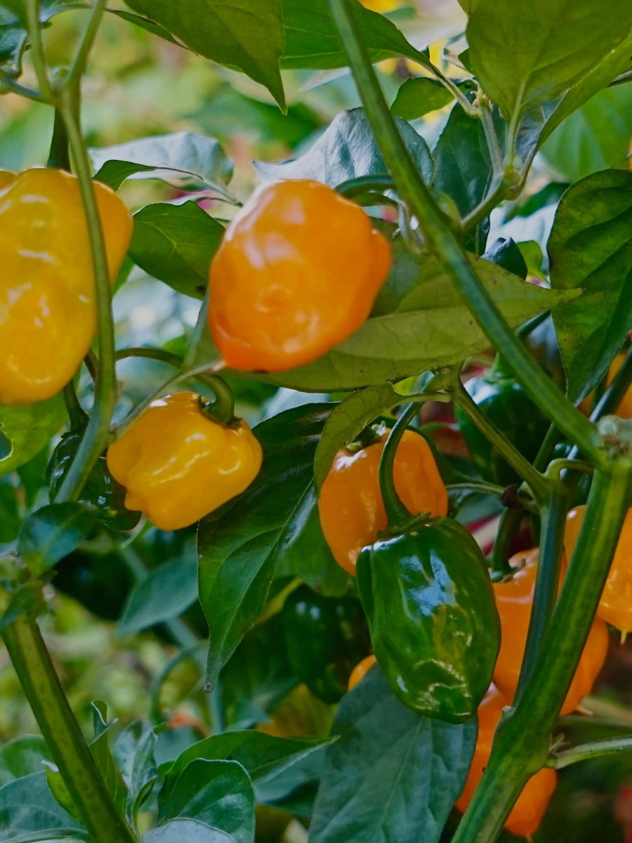 Watson's Greenhouse 
