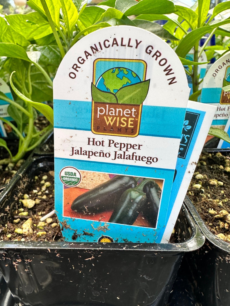 Organic Pepper 4" | Jalapeno