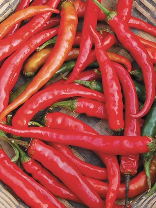 Organic Pepper 4" | Hot Cayenne Ring of Fire