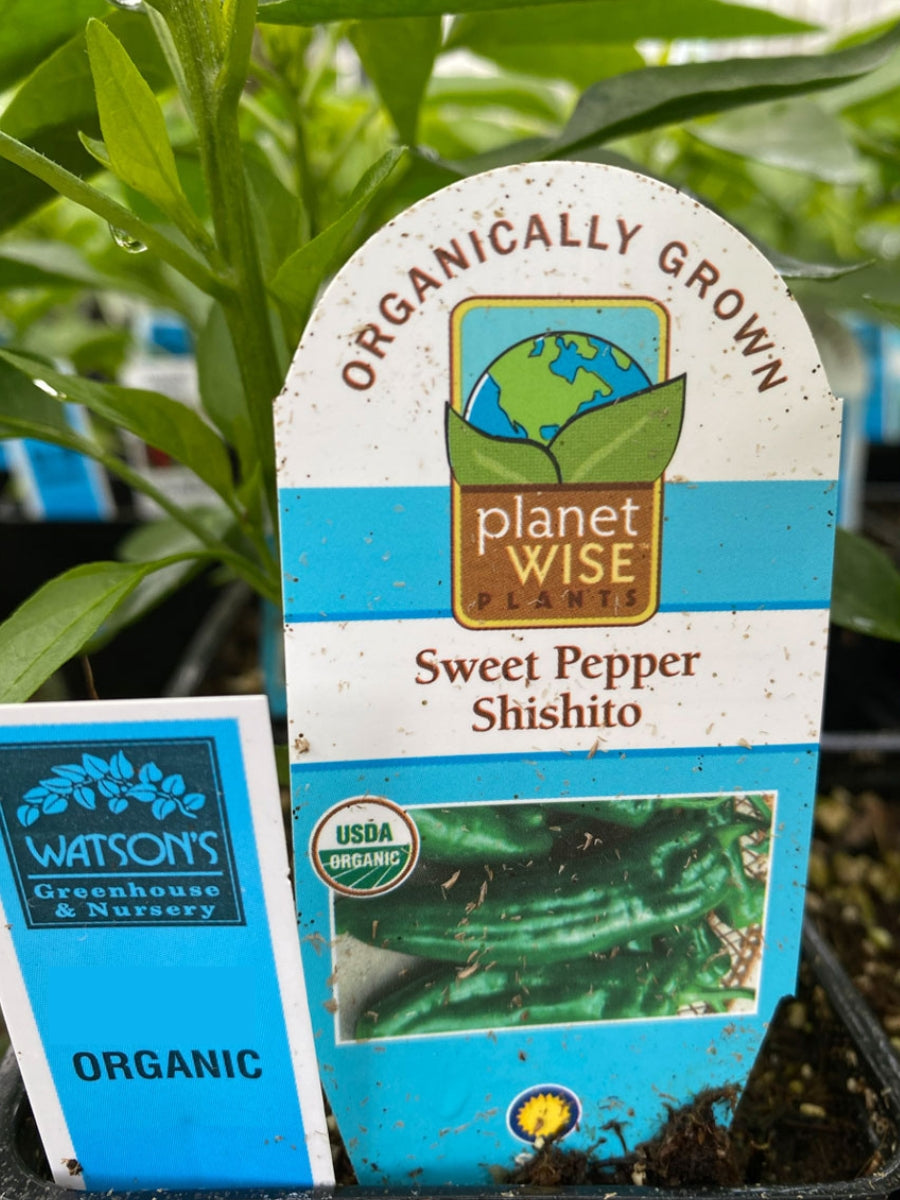 Watson's Greenhouse 