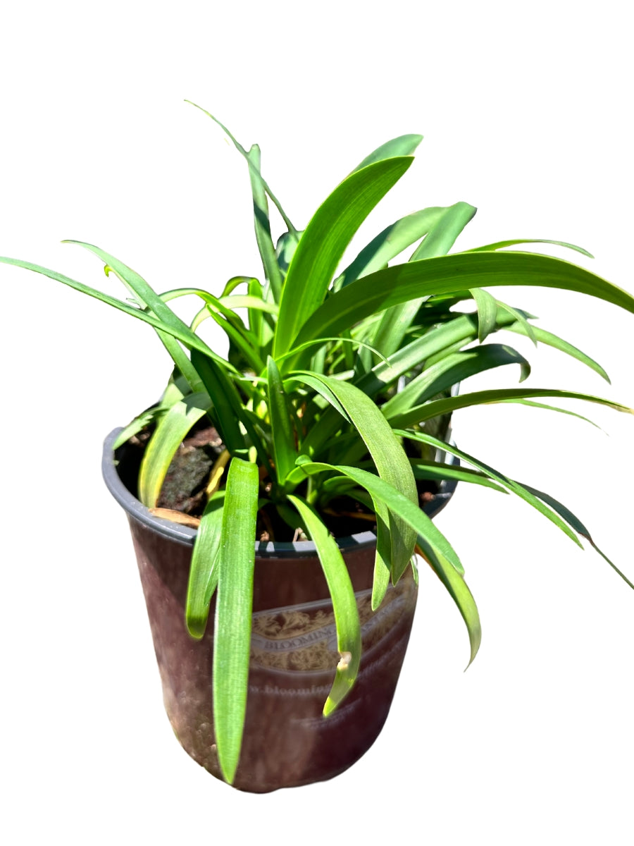 Agapanthus 'Peter Pan' 1G