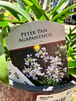 Agapanthus 'Peter Pan' 1G