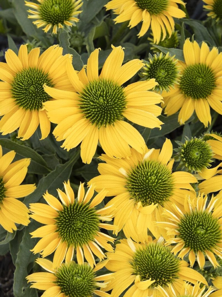 Echinacea 'Embers Sparks' 1G