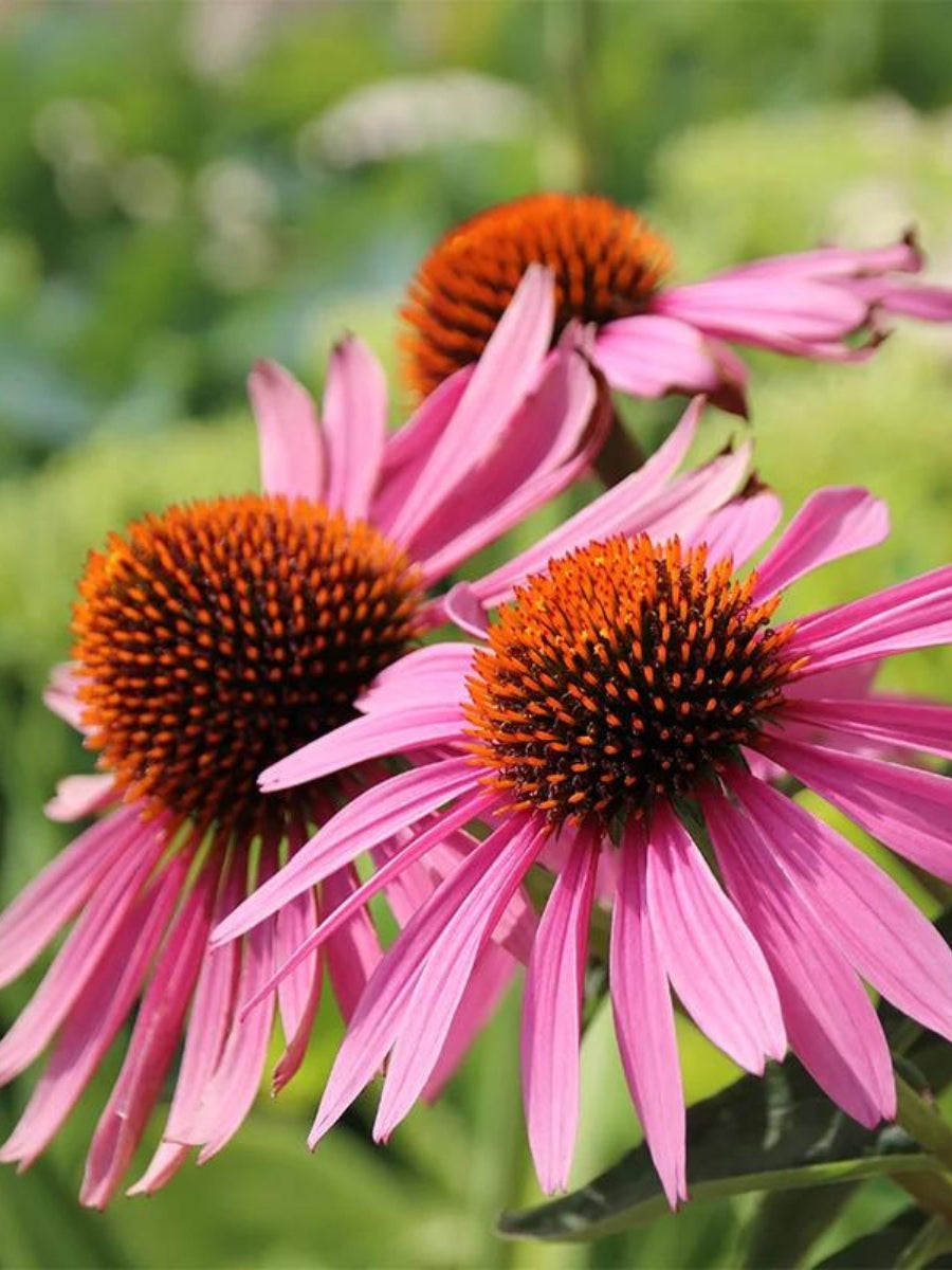 Echinacea 'Magnus' 4