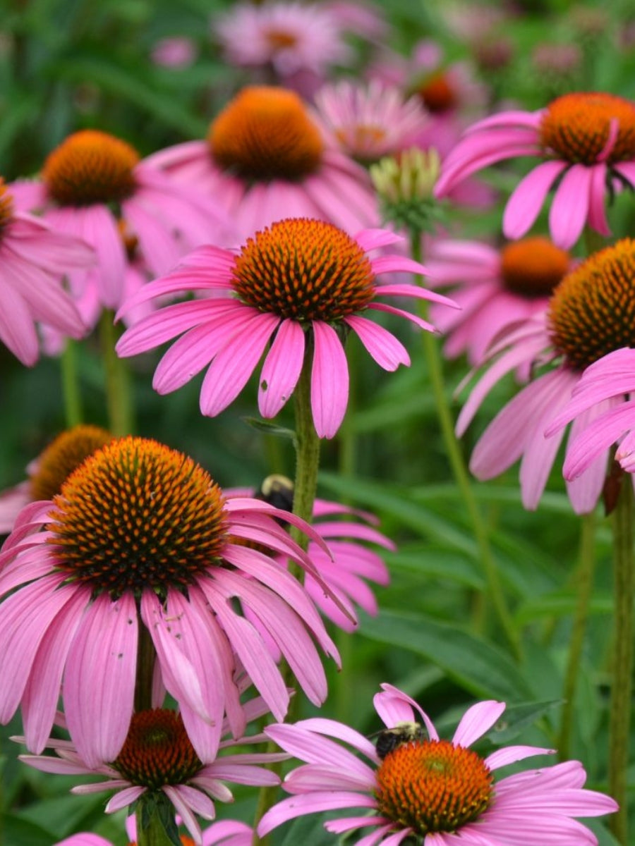 Echinacea 'Ruby Star' 4