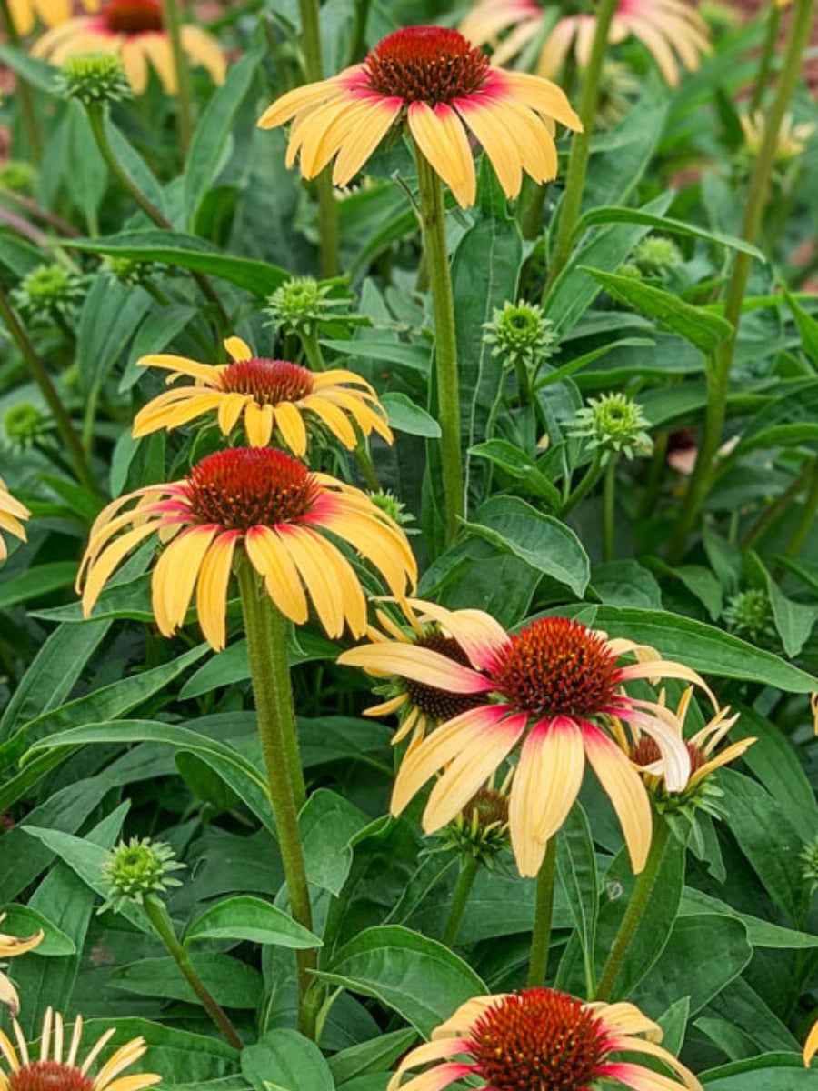 Echinacea 'Strawberry Mango' Qt